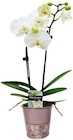 Topfrose oder Orchideengeschenk für 9,49 € bei REWE im Angebot Topfrose oder Orchideengeschenk im aktuellen REWE Prospekt