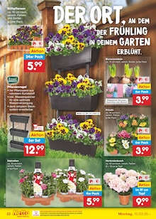 Hortensie im Netto Marken-Discount Prospekt "Aktuelle Angebote" mit 56 Seiten (Kassel)