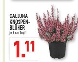 Aktuelles Calluna Knospen-Blüher Angebot bei Marktkauf in Duisburg ab 1,11 €