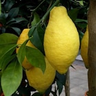 Citronnier coloris jaune - 2,5 L - AUTRES PRODUCTEURS en promo chez Botanic Citronnier coloris jaune - 2,5 L - AUTRES PRODUCTEURS dans le catalogue Botanic