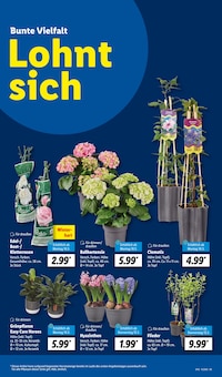 Pflanzen im Lidl Prospekt "LIDL LOHNT SICH" mit 62 Seiten (Wuppertal)