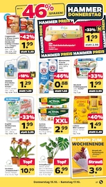 Blumen im Netto mit dem Scottie Prospekt in Frankfurt Aktueller Netto mit dem Scottie Prospekt mit Blumen, "Günstig. Besser. Für Dich.", Seite 35