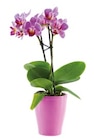 Mini orchidée en pot céramique en promo chez Lidl Montreuil à 4,49 €