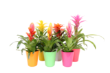 Gamm vert Saintes - Promo Bromelia mix Promo Bromelia mix à 9,99 € dans le catalogue Gamm vert à Saintes