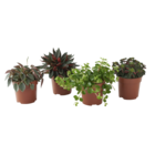 Promo Collection de plantes vertes ECLOZ à 4,00 € dans le catalogue Gamm vert à Bordes