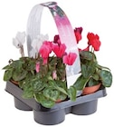 Promo Cyclamen à 4,49 € dans le catalogue Lidl à Saint-Paul-Trois-Châteaux