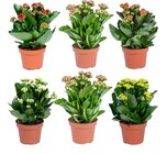 Kalanchoe à Carrefour dans Ota Kalanchoe à Carrefour dans Ota