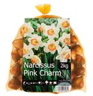 Narzissen-Blumenzwiebeln im Angebot bei Lidl in Düren Narzissen-Blumenzwiebeln Angebote bei Lidl Düren für 6,99 €