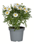 Margerite Angebote bei toom Baumarkt Singen für 2,99 €