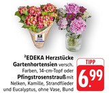 Gartenhortensien im Angebot bei EDEKA in Dreieich Gartenhortensien Angebote von EDEKA Herzstücke bei EDEKA Dreieich für 6,99 €