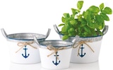 Blumentopf maritim Angebote bei Netto mit dem Scottie Falkensee für 3,99 €