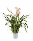 Orchidée Cymbidium en promo chez Lidl Nice à 13,99 €