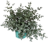 Baum im Penny Prospekt Eukalyptus im aktuellen Penny Prospekt für 2,59 €
