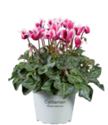 Mini cyclamen en promo chez Lidl Mini cyclamen dans le catalogue Lidl