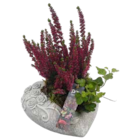 Arrangements Allerheiligen Angebote bei Garten-Center Nordharz GmbH & Co. KG Goslar für 12,99 €