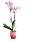 Orchidée royale en pot céramique dans le catalogue Lidl