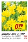 Narzisse "Tête-à-Tête" im aktuellen toom Baumarkt Prospekt