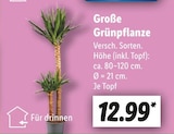 Große Grünpflanze Angebote bei Lidl Ulm für 12,99 €