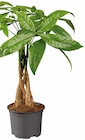 Aktuelles Ficus Ginseng/Pachira Angebot bei Lidl in Heilbronn ab 5,99 €