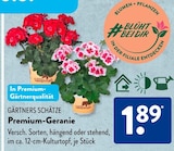 Premium-Geranien von Savannah im aktuellen ALDI SÜD Prospekt für 1,89 €
