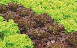 Salades feuilles de chêne duo à Delbard dans Les Carroz d'Araches