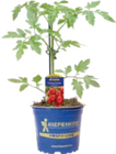 Veredelte Tomatenpflanze Angebote von Kiepenkerl bei Globus-Baumarkt Braunschweig für 4,99 €