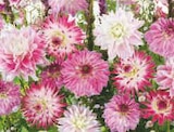 Bulbes de Dahlia dans le catalogue Hyper U