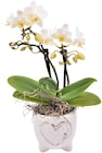 Aktuelles Orchideenwelt im Herztopf Angebot bei REWE in Koblenz ab 12,00 €