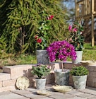 Aktuelles Zinktopf Blume Angebot bei Garten-Center Nordharz GmbH & Co. KG in Hildesheim ab 2,99 €