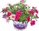 Petunien Trio Angebote bei Globus-Baumarkt Aschaffenburg für 2,99 €