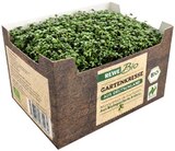 Gartenkresse von REWE Bio im aktuellen REWE Prospekt für 