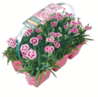 toom Baumarkt Täferrot - Gartennelke „Pink Kisses“ oder „Peach Party“ Angebot im Prospekt Gartennelke „Pink Kisses“ oder „Peach Party“ bei toom Baumarkt im Täferrot Prospekt für 3,49 €
