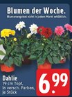 Aktuelle Blumen Angebote bei EDEKA in Aachen Aktuelles Dahlie Angebot bei EDEKA in Aachen ab 6,99 €