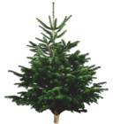 Sapin nordmann à Supeco dans Saint-Sernin-du-Bois