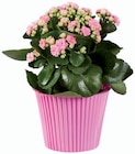 Promo Kalanchoé en pot couleur à 2,99 € dans le catalogue Lidl à Barberaz