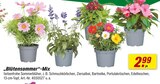 Aktuelle Pflanzen Angebote bei toom Baumarkt in Jena Aktuelles Blütensommer-Mix Angebot bei toom Baumarkt in Jena ab 2,99 €