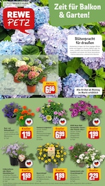 REWE Discounter Prospekt der aktuellen Woche mit 28 Seiten, gültig von 11.05.2026 bis 16.05.2026, in Alfter und Umgebung Aktueller REWE Discounter Prospekt in Alfter und Umgebung, "Dein Markt" mit 28 Seiten, 11.05.2026 - 16.05.2026
