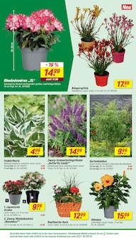Blumen im aktuellen toom Baumarkt Prospekt (Berlin) Blumen im toom Baumarkt Prospekt "Respekt, wer's selber macht." mit 22 Seiten (Berlin)