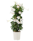 Dipladenia Pyramide bei Lidl im Lüdenscheid Prospekt für 11,99 €