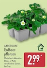 Erdbeerpflanzen Angebote von GARDENLINE bei ALDI Nord Mülheim für 2,99 €