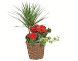 Aktuelle Blumentopf Angebote bei Lidl in Bonn Aktuelles Bepflanzte Muttertagsschale Angebot bei Lidl in Bonn ab 8,99 €