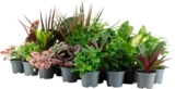 MINI PLANTES VERTES - SANS MARQUE en promo chez Auchan Hypermarché Bordeaux à 1,99 €