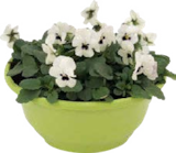 Aktuelles Hornveilchen Angebot bei Globus-Baumarkt in Trier ab 4,99 €