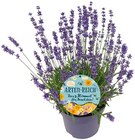 Aktuelles Lavendel Angebot bei REWE in Braunschweig ab 2,29 €