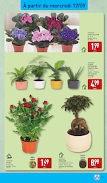 Offre Rosier dans le catalogue Aldi du moment à la page 37