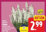 Calluna von EDEKA Regional für 2,99 € bei EDEKA im Angebot Calluna von EDEKA Regional im aktuellen EDEKA Prospekt