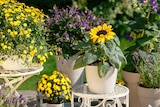 PROFI Wesch - SONNENBLUME Angebot im Prospekt SONNENBLUME bei PROFI Wesch im Prospekt "" für 2,49 €