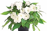 Heilkräuter im Dehner Garten-Center Prospekt Edellieschen im aktuellen Dehner Garten-Center Prospekt für 2,49 €