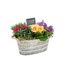 BOTANIC®-Composition printanière Fête des Grands-Mères (œillet, campanule et primevère) - La jardinière en zinc blanchi de 25 cm - BOTANIC® dans le catalogue Botanic