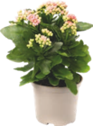 KALANCHOÉ - GARDENLINE en promo chez Aldi KALANCHOÉ - GARDENLINE dans le catalogue Aldi